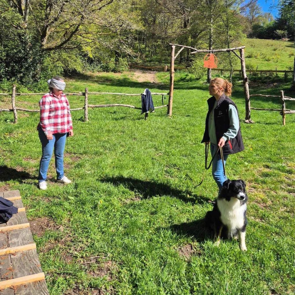 Cours d'éducation canine