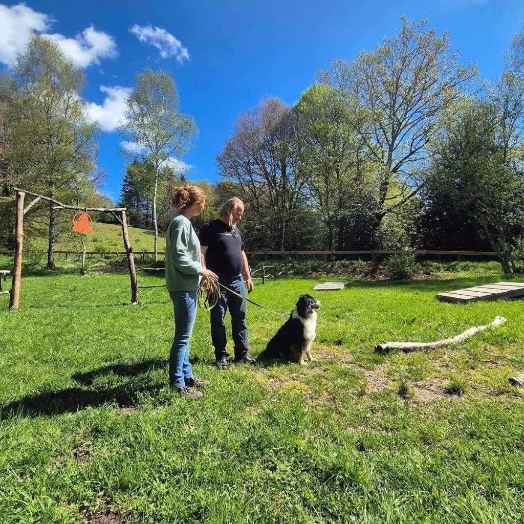 Cours d'éducation canine