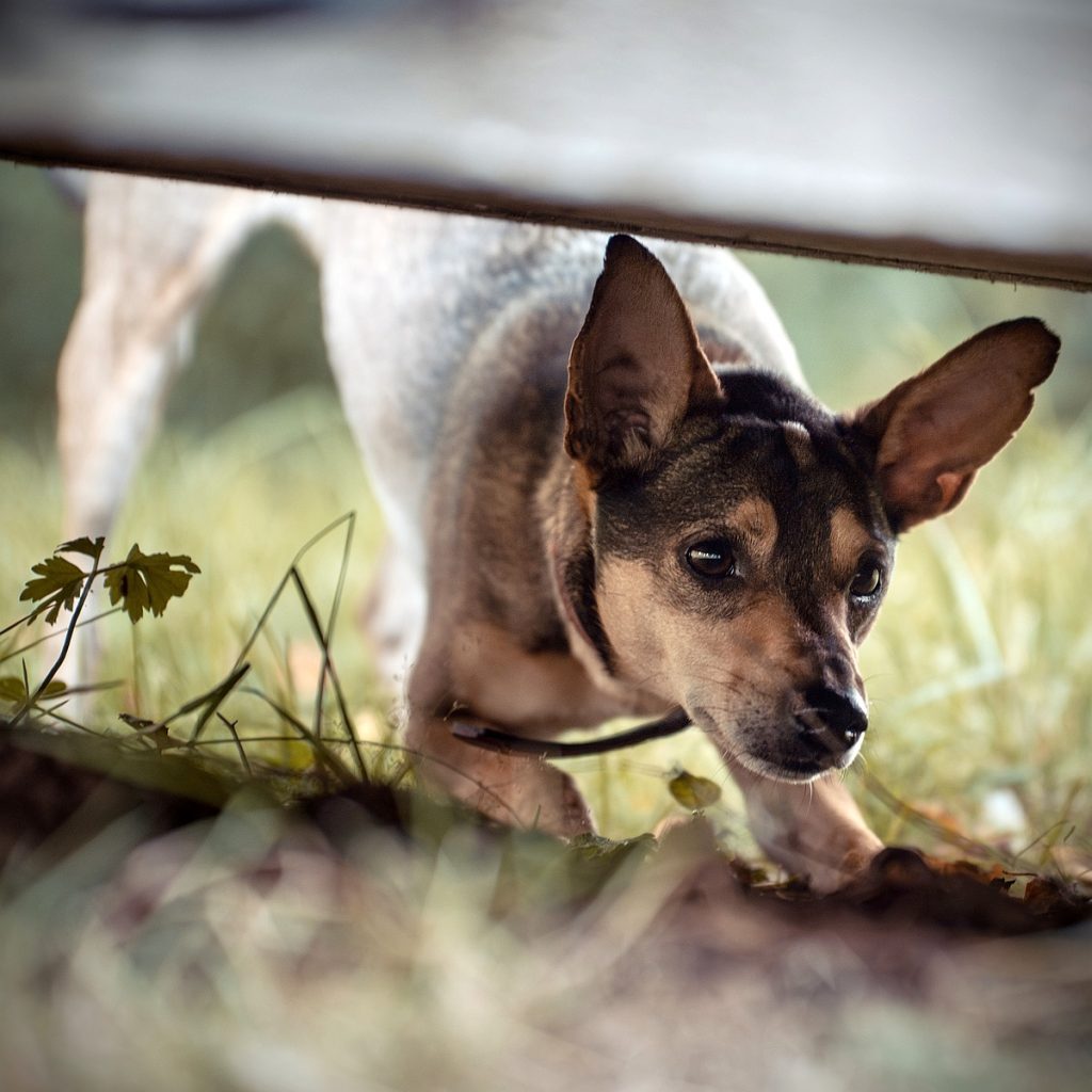 &copy; Pauline Caplier