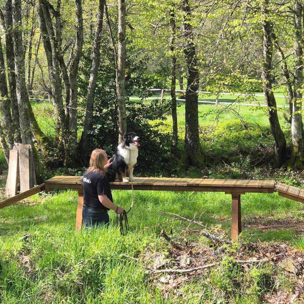 Cours d'éducation canine